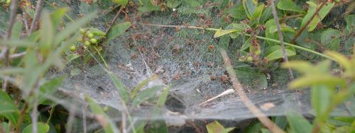 Agelena labyrinthica